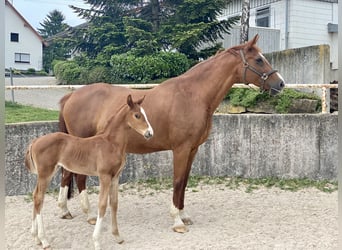 Württemberger, Giumenta, 15 Anni, 173 cm, Sauro