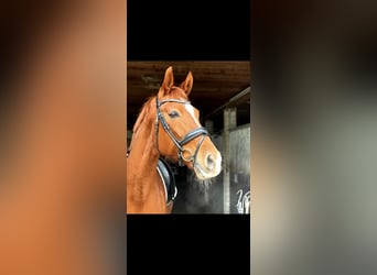 Württemberger, Giumenta, 15 Anni, 174 cm, Sauro