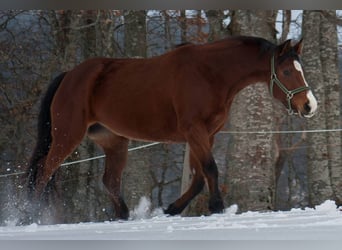 Württemberger, Giumenta, 16 Anni, 163 cm, Baio