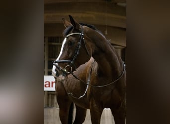 Württemberger, Giumenta, 17 Anni, 168 cm, Baio