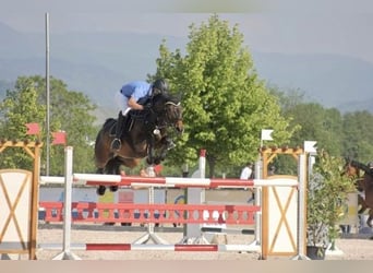Württemberger, Giumenta, 18 Anni, 164 cm, Baio scuro