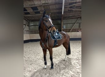 Württemberger, Giumenta, 19 Anni, 165 cm, Baio