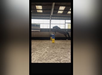 Württemberger, Giumenta, 19 Anni, 167 cm, Baio