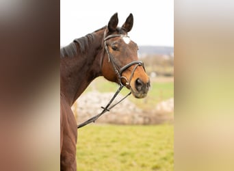 Württemberger, Giumenta, 21 Anni, 170 cm, Baio