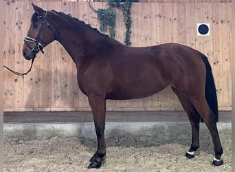 Württemberger, Giumenta, 3 Anni, 166 cm, Baio