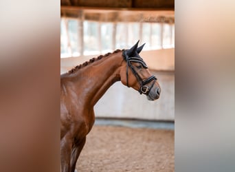 Württemberger, Giumenta, 4 Anni, 167 cm, Sauro
