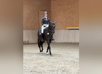 Württemberger, Giumenta, 5 Anni, 161 cm, Baio nero