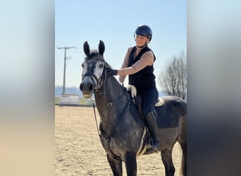 Württemberger, Giumenta, 5 Anni, 168 cm, Grigio