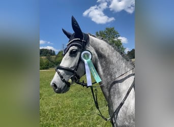 Württemberger, Giumenta, 6 Anni, 160 cm, Grigio