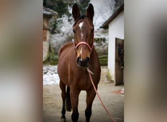 Württemberger, Giumenta, 7 Anni, 163 cm, Baio