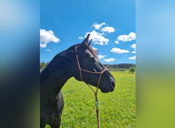 Württemberger, Giumenta, 7 Anni, 165 cm, Morello