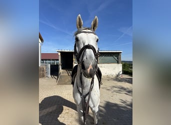 Württemberger, Giumenta, 7 Anni, 173 cm, Grigio