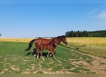 Württemberger, Hengst, Veulen (05/2026), Bruin