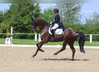 Württemberger, Hongre, 11 Ans, 175 cm, Noir