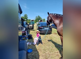 Württemberger, Hongre, 11 Ans, 175 cm, Noir