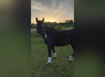 Württemberger, Hongre, 12 Ans, 164 cm, Bai brun foncé