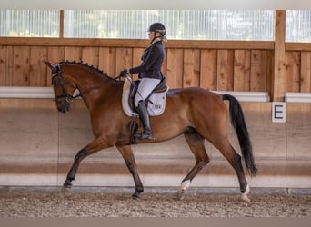 Württemberger, Hongre, 12 Ans, 178 cm, Bai