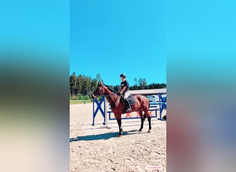 Württemberger, Hongre, 13 Ans, 173 cm, Bai
