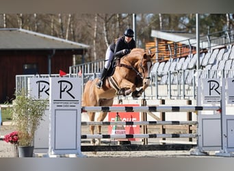 Württemberger, Hongre, 13 Ans, 174 cm, Alezan