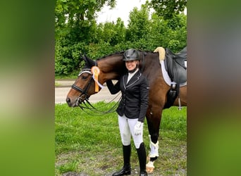 Württemberger, Hongre, 13 Ans, 174 cm, Bai