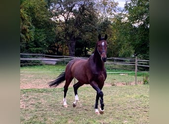 Württemberger, Hongre, 13 Ans, 174 cm, Bai