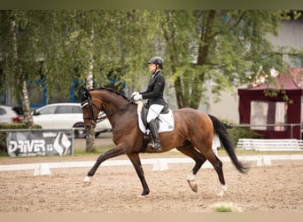 Württemberger, Hongre, 13 Ans, 174 cm, Bai