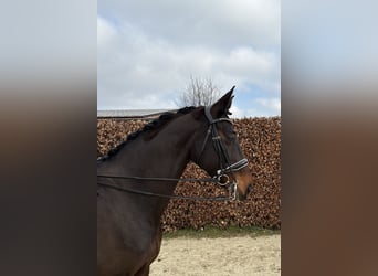 Württemberger, Hongre, 14 Ans, 170 cm, Bai brun