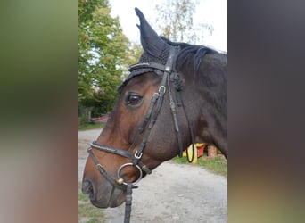 Württemberger, Hongre, 16 Ans, 164 cm, Bai