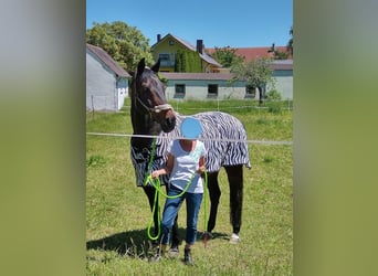 Württemberger, Hongre, 18 Ans, 167 cm, Bai brun foncé