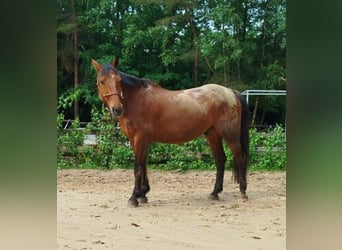 Württemberger, Hongre, 19 Ans, 168 cm, Bai