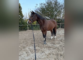 Württemberger, Hongre, 22 Ans, 164 cm, Bai