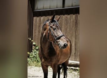 Württemberger, Hongre, 22 Ans, 176 cm, Bai brun
