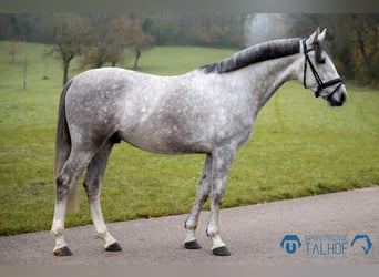 Württemberger, Hongre, 5 Ans, 167 cm, Gris