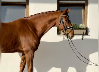 Württemberger, Hongre, 6 Ans, 173 cm, Alezan