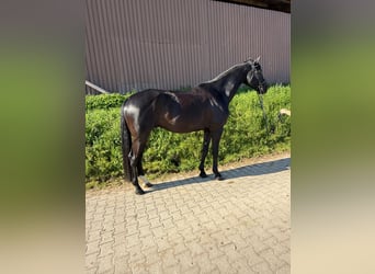 Württemberger, Hongre, 6 Ans, 178 cm, Noir
