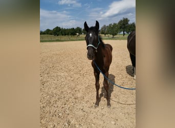 Württemberger, Hongre, 6 Ans, 178 cm, Noir