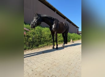 Württemberger, Hongre, 6 Ans, 178 cm, Noir