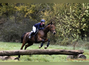 Württemberger, Hongre, 7 Ans, 175 cm