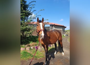 Württemberger, Hongre, 8 Ans, 165 cm, Bai