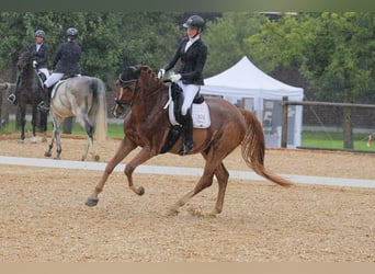 Württemberger, Hongre, 8 Ans, 176 cm, Alezan