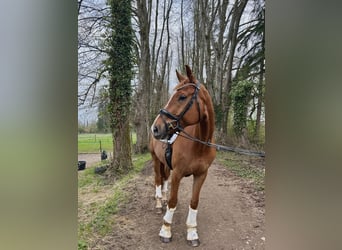 Württemberger, Hongre, 8 Ans, 176 cm, Alezan