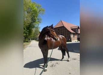 Württemberger, Hongre, 8 Ans, 178 cm, Bai