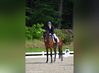 Württemberger, Hongre, 9 Ans, 172 cm, Bai