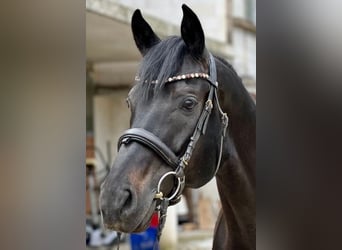 Württemberger, Hongre, 9 Ans, 174 cm, Noir