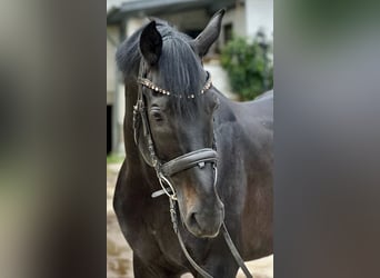 Württemberger, Hongre, 9 Ans, 174 cm, Noir