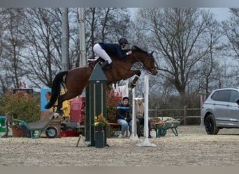 Württemberger, Jument, 11 Ans, 165 cm, Bai