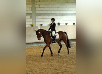 Württemberger, Jument, 13 Ans, 168 cm, Bai