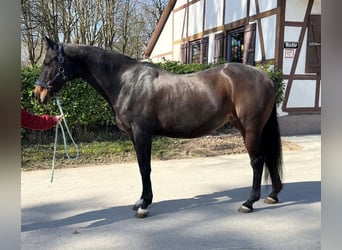 Württemberger, Jument, 14 Ans, 168 cm, Bai