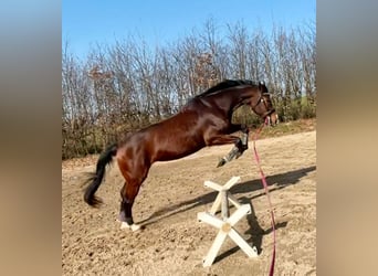 Württemberger, Jument, 15 Ans, 167 cm, Bai