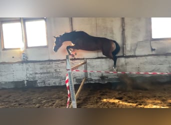 Württemberger, Jument, 15 Ans, 167 cm, Bai